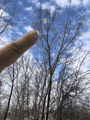 Ulmus pumila