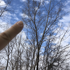 Ulmus pumila