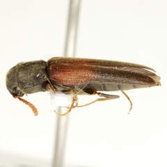 Isorhipis ruficornis