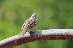 Zonotrichia capensis chilensis