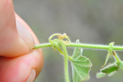 Passiflora santiagana