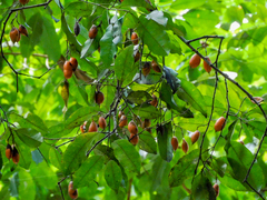 Swartzia costaricensis