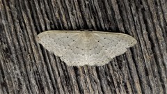 Idaea philocosma