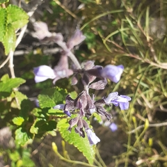 Salvia cuspidata