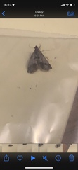 Cydia deshaisiana