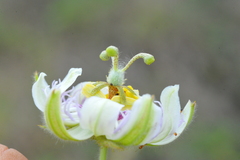 Passiflora santiagana