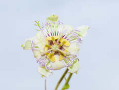 Passiflora santiagana