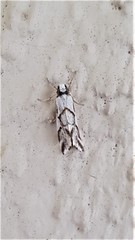 Philenora chionastis