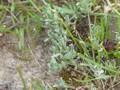 Psilocarphus oregonus