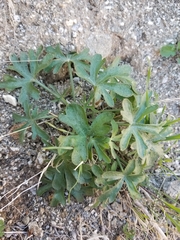 Delphinium parishii subglobosum