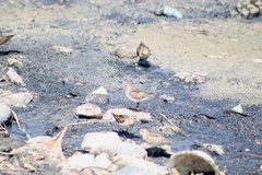 Calidris minutilla