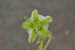Passiflora santiagana