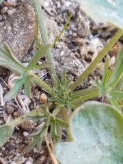 Delphinium parishii subglobosum