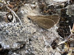 Lerodea eufala concepcionis