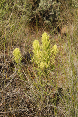 Castilleja thompsonii
