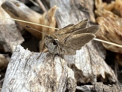 Lerodea eufala concepcionis