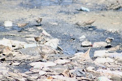 Calidris minutilla