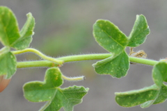 Passiflora santiagana