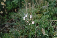 Allium moschatum