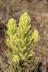 Castilleja thompsonii