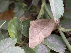 Syncirsodes primata