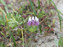 Trifolium barbigerum