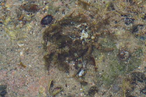 Tiarinia cornigera