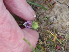 Trifolium barbigerum