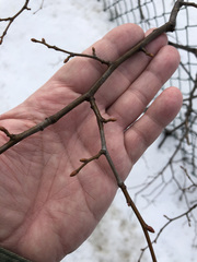 Tilia cordata