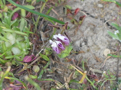 Trifolium barbigerum