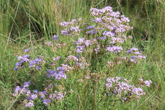 Chromolaena hirsuta