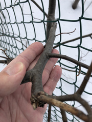 Tilia cordata