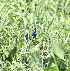 Porphyrio martinica
