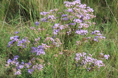 Chromolaena hirsuta
