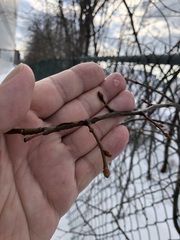 Tilia cordata