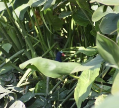 Porphyrio martinica