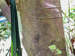 Swartzia costaricensis