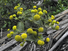 Podanthus ovatifolius
