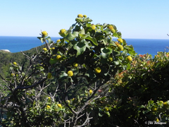 Podanthus ovatifolius