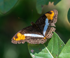 Adelpha capucinus