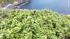 Podanthus ovatifolius