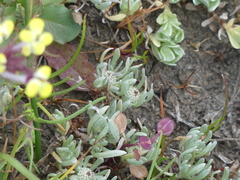 Psilocarphus oregonus