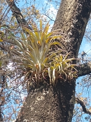 Tillandsia bourgaei