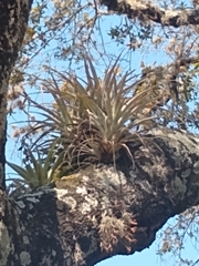 Tillandsia bourgaei