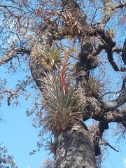 Tillandsia bourgaei