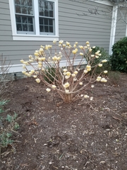 Edgeworthia