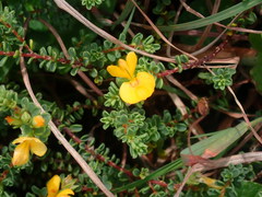 Pultenaea maritima