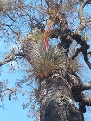 Tillandsia bourgaei