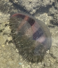 Macrocypraea cervinetta