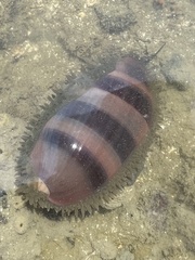 Macrocypraea cervinetta